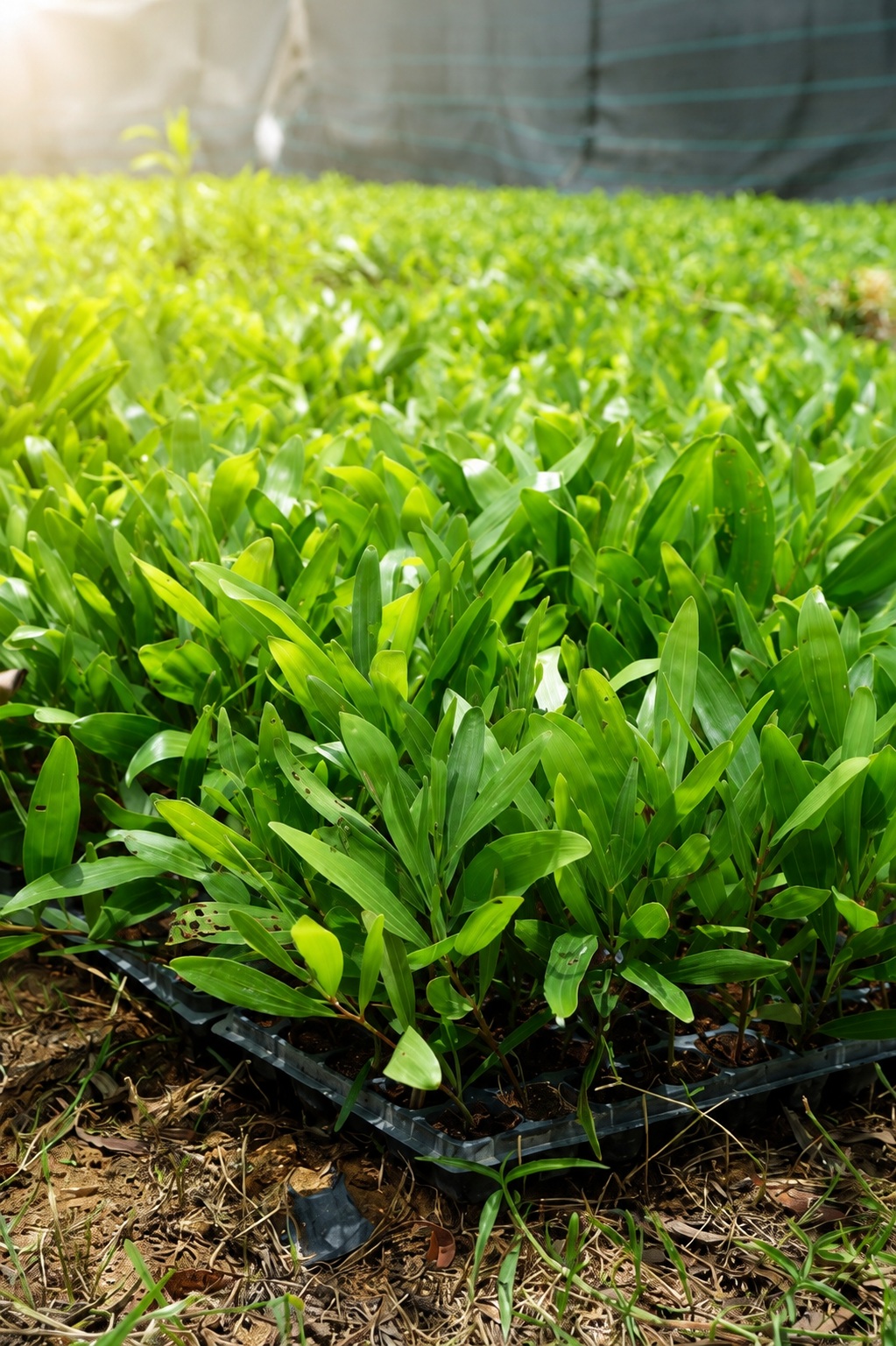 Cây giống keo lai giâm hom