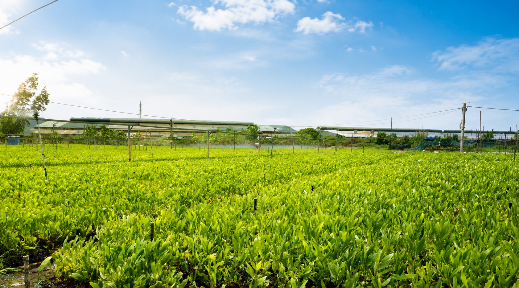 Vườn ươm cây giống lâm nghiệp Canopy Vietnam